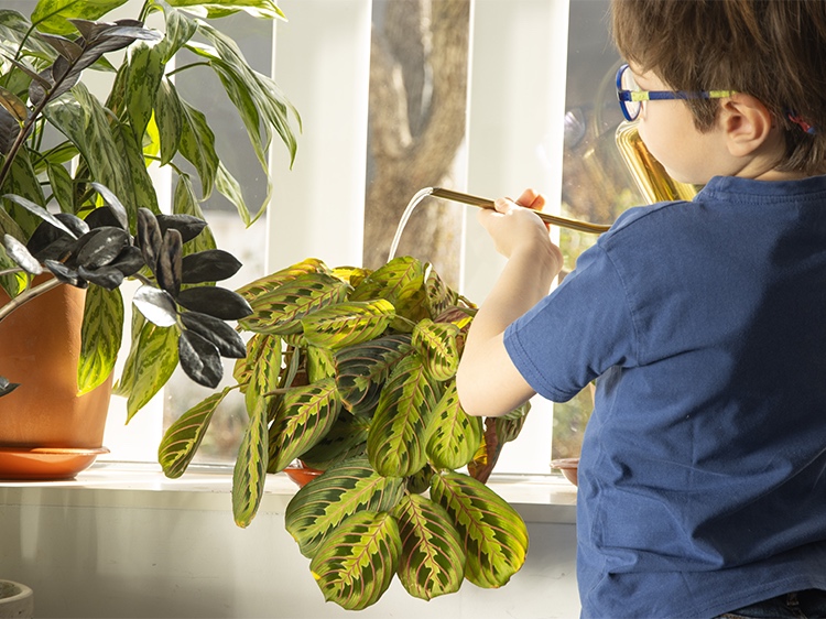 Pequeños jardineros: cómo regar las plantas de interior en verano
